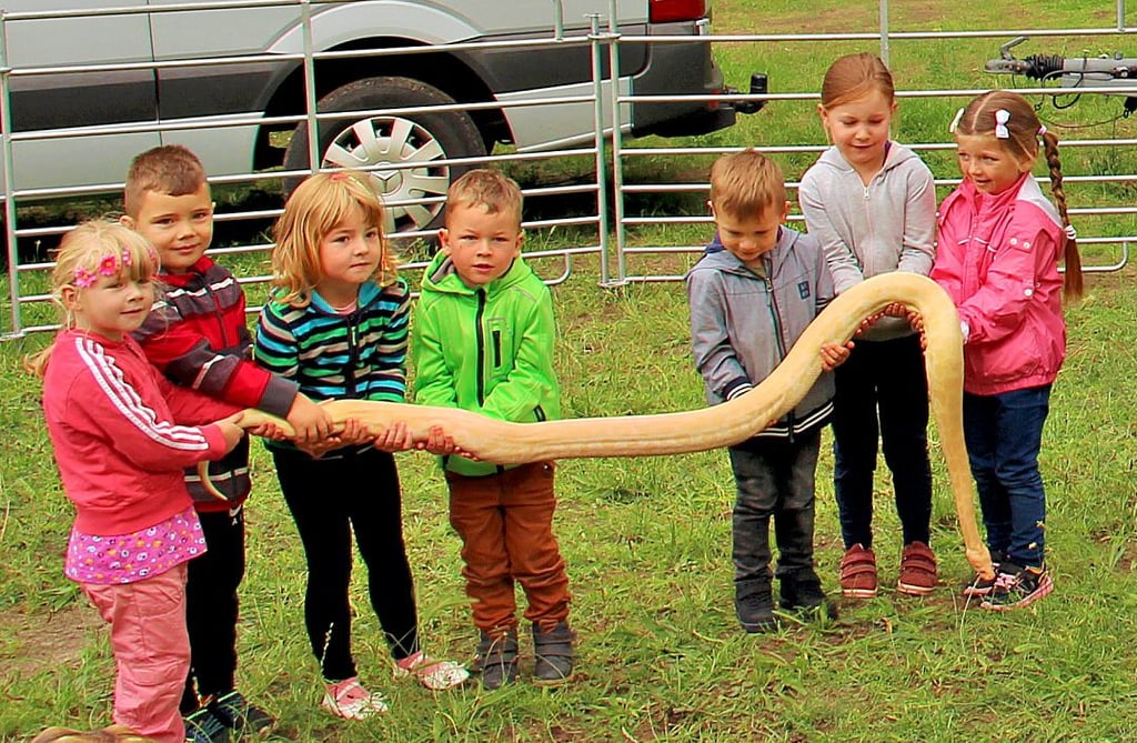 Manche Kinder hielten beim Besuch des Wanderzoos eine Riesenschlange in den Händen.