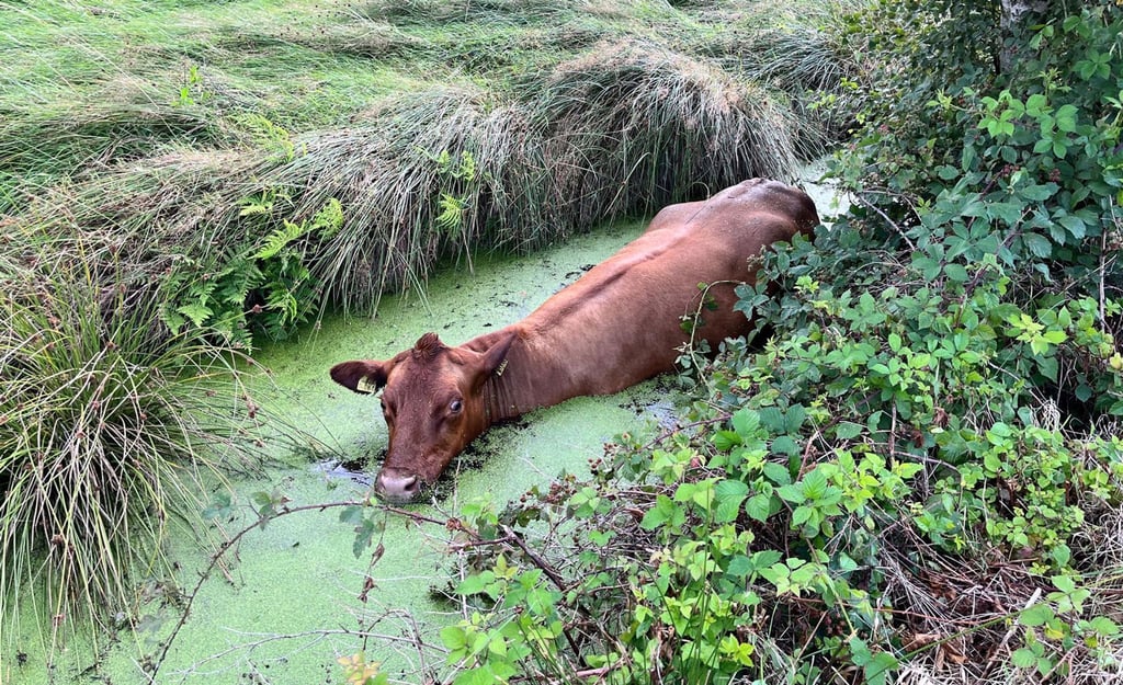 Das Rind steht in einem Graben.