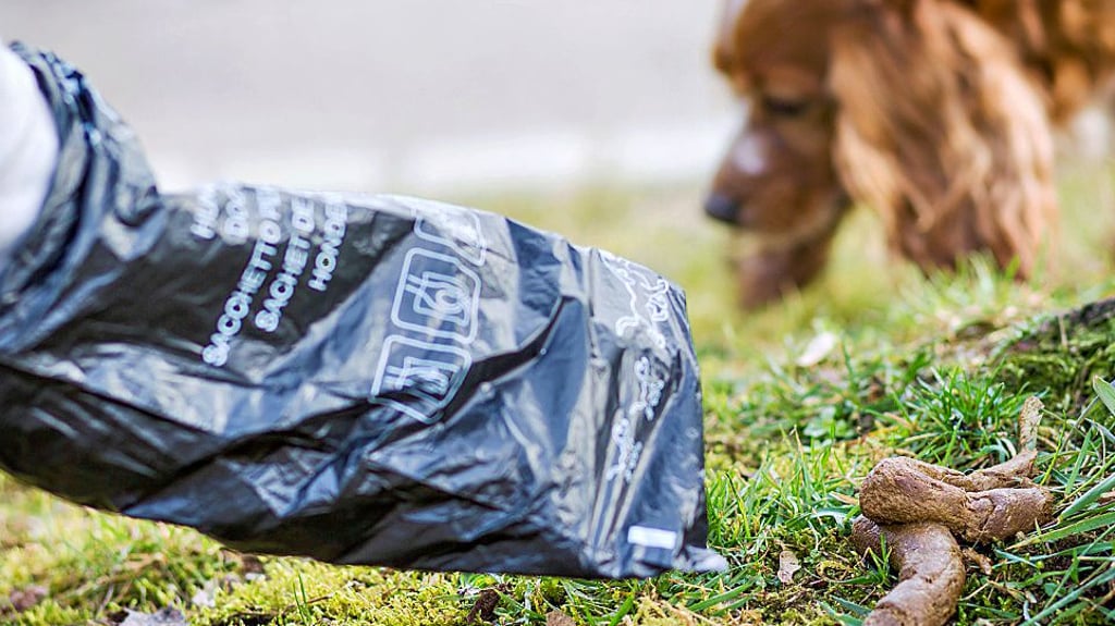 Ein Mann greift auf einer Wiese mit einem Kotbeutel nach einem Hundehaufen. So muss es auch in burg sein.