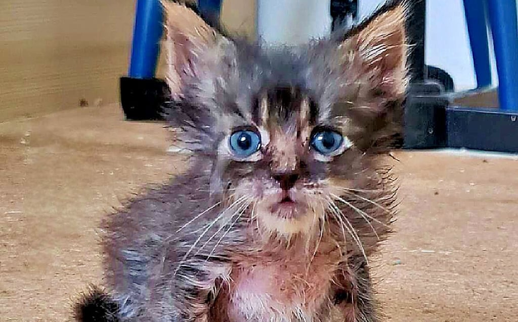 Dieses Katzenbaby zieht Claudia Schmidt in Weferlingen auf. Zum Teil muss die Kitte noch mit der Hand gefüttert werden.
