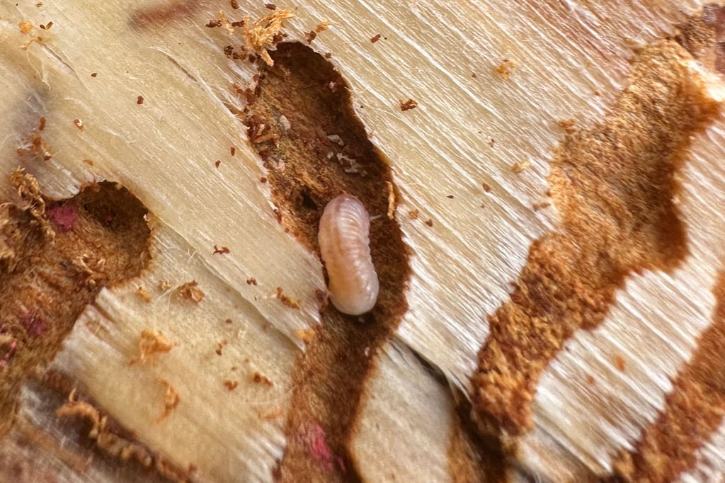 Typische Gänge mit der Larve eines Kiefernborkenkäfers. Zahlreiche Bäume sind davon im Stadtwald befallen.