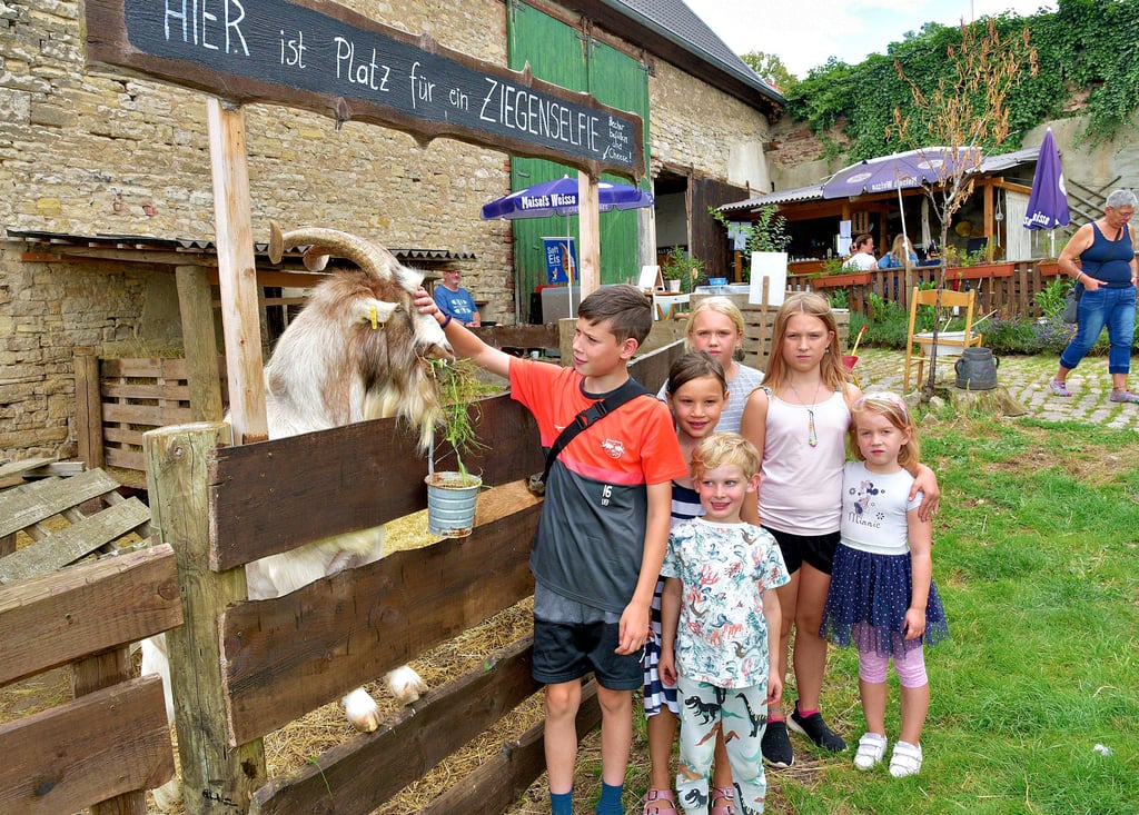 Wenn es etwas zu Fressen gibt, ist Ziegenbock „Norbert“ zur Freude der Kinder beim Hoffest sofort zu einem Foto bereit.