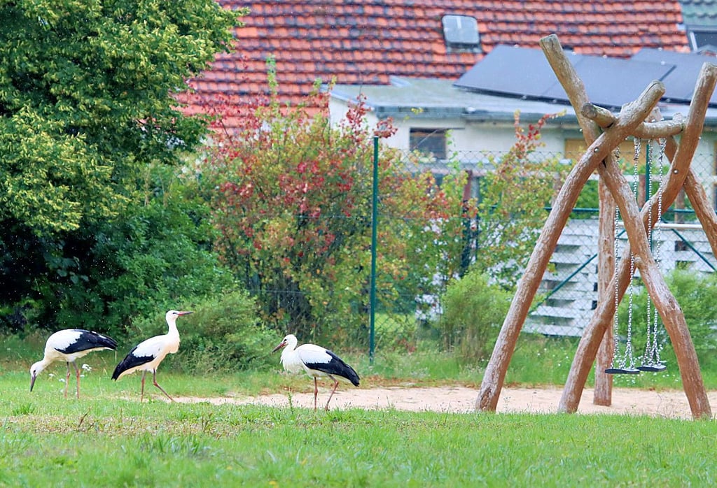 Observed: young storks from Schollen like to fly to the playground