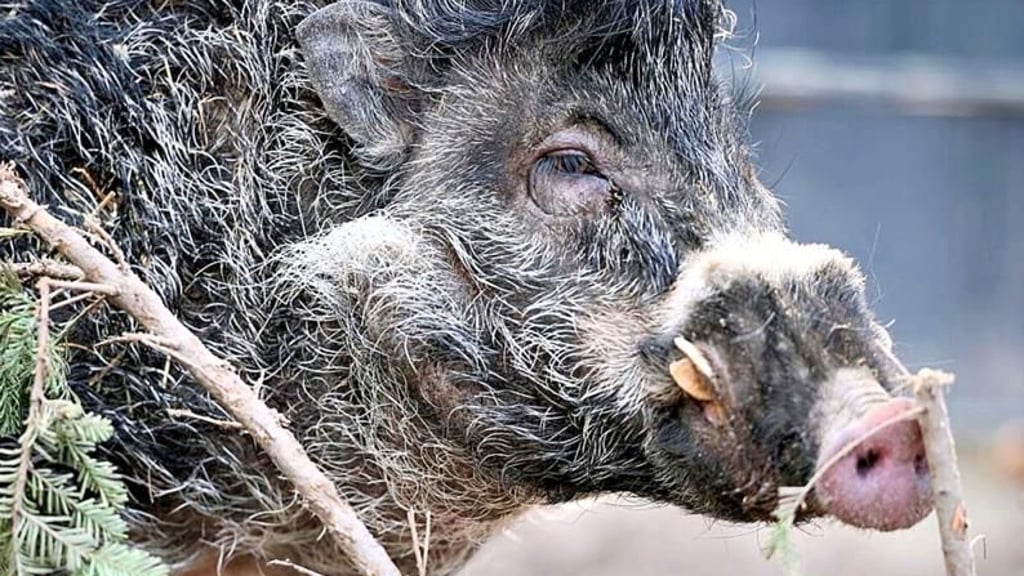 Die seltenen Pustelschweine - hier ein Exemplar aus dem Zoo Landau - sind durch die Schweinepest bedroht. Auch Ascherslebener wollen helfen.