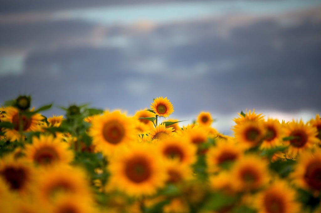 Hinter Sonnenblumen bilden sich am Morgen Wolken.