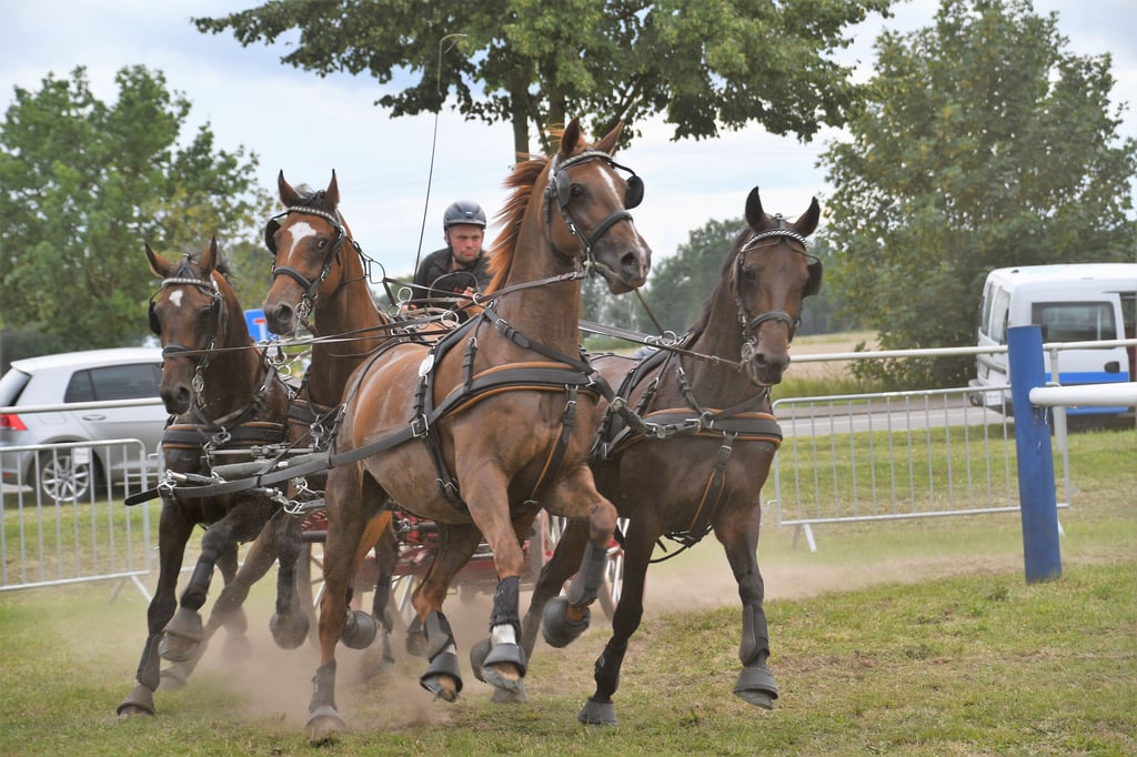 Lokalmatador Markus Stottmeister ist neuer Landesmeister der Vierspännerzüge. In knapp zwei Wochen geht der Bösdorfer bei den Vierspänner-Europameisterschaften für Deutschland an den Start.