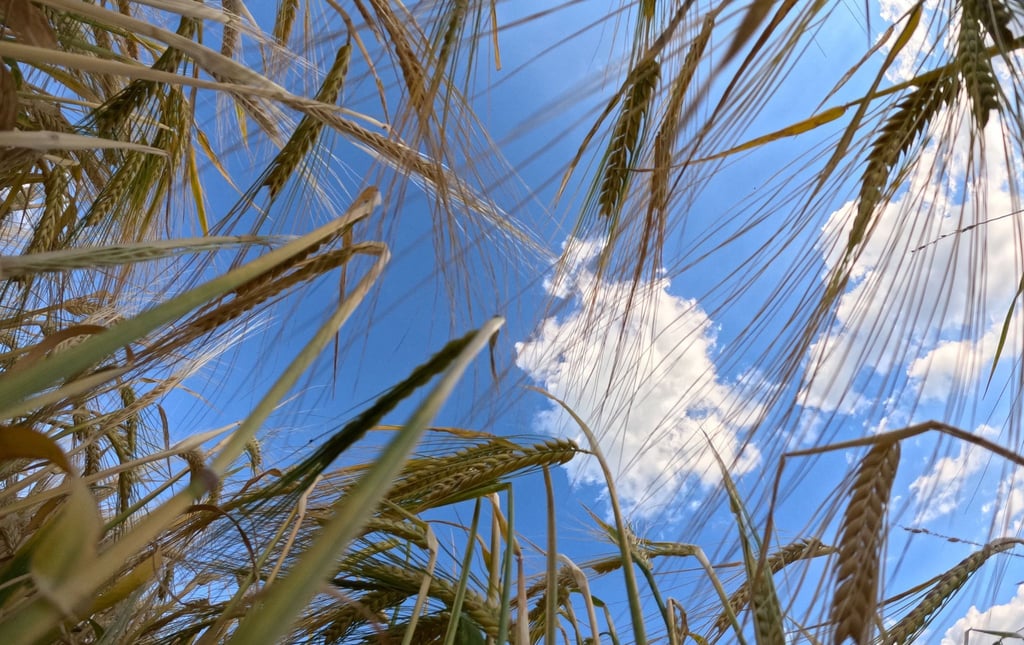 Reifes Getreide steht auf einem Feld vor leicht bewölktem Himmel.