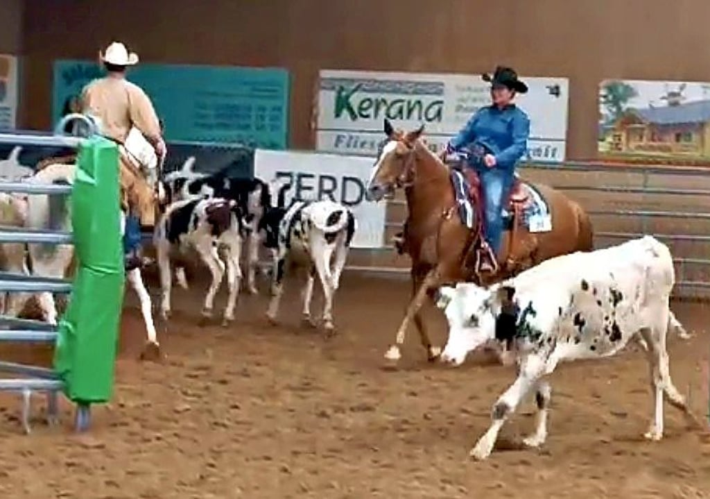 Einzelne Rinder müssen beim Ranch Sorting aus der Herde geholt - aussortiert - werden.