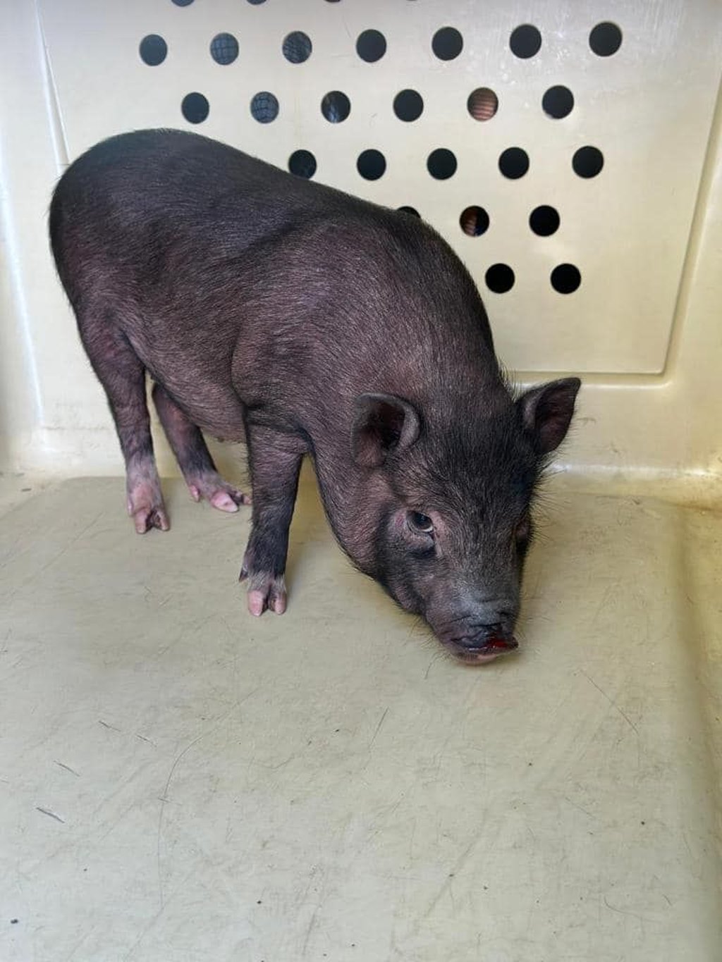 Wem gehört dieses Hängebauchschwein, das in Blankenburg gefunden wurde?