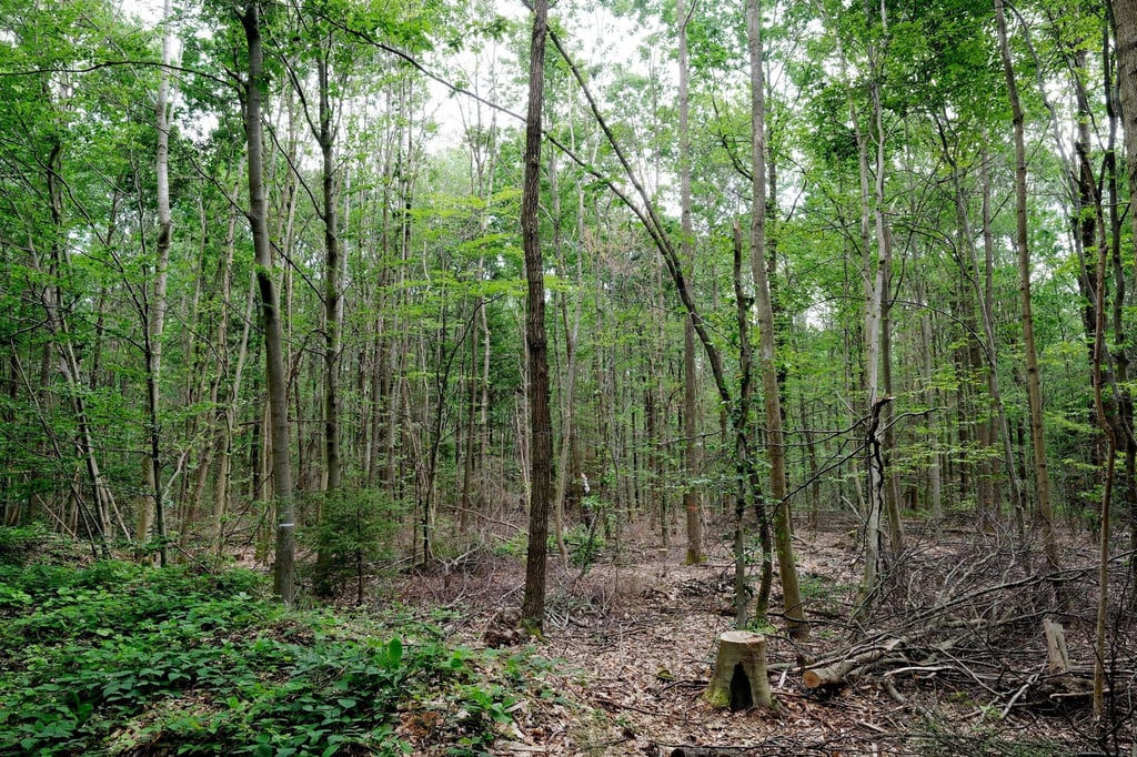 Blick in einen geschädigten Laubmischwald.