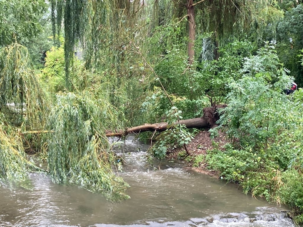 Ein umgestürzter Baum und abgebrochene Äste liegen im Park „Klein Venedig“.