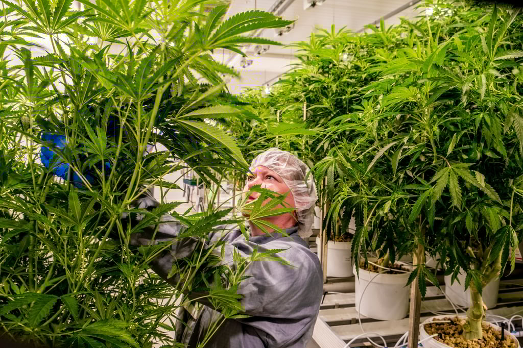 Für Produzenten von medizinischem Cannabis wie die Pharmafirma Aurora aus Leuna könnten bei einer Cannabislegalisierung neue Geschäftsfelder entstehen.