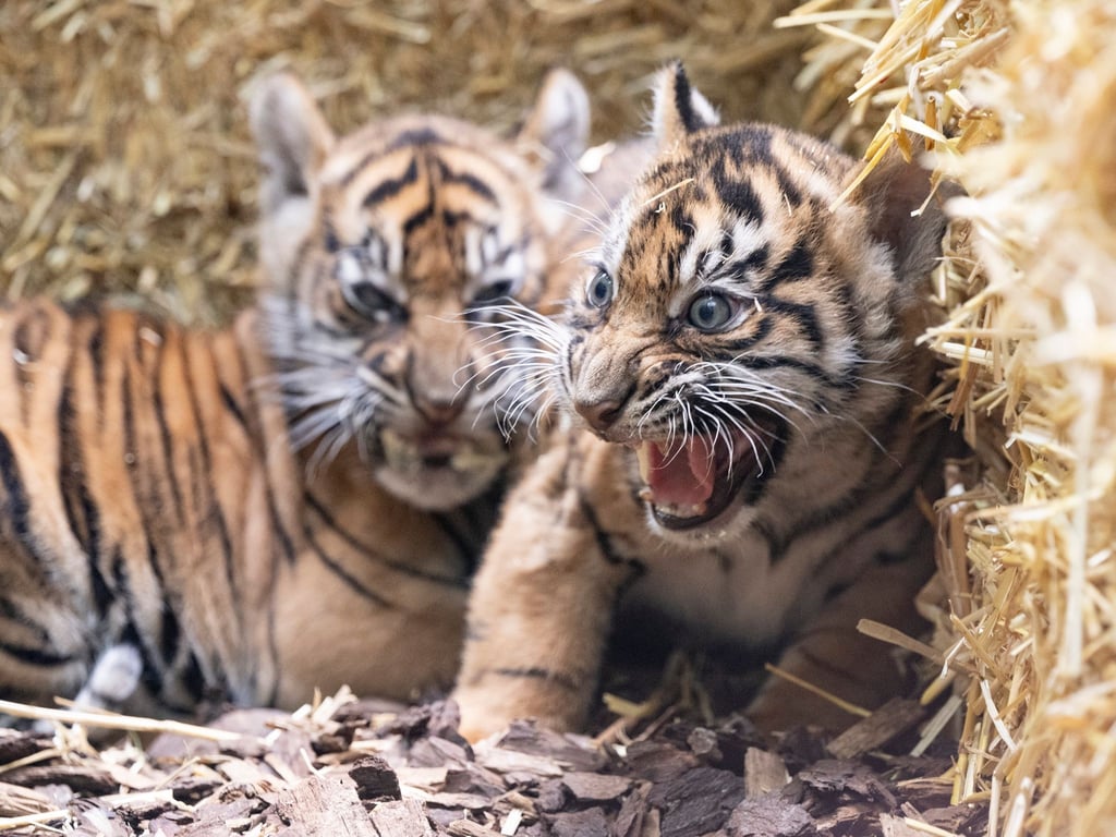 Die kleinen Sumatra-Tiger erkunden ihre Umgebung.