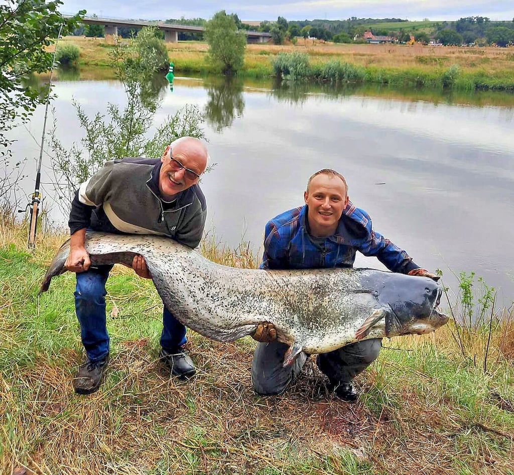 Lothar (l.) und David Schönburg aus Könnern haben einen Riesenwels in der Saale gefangen.