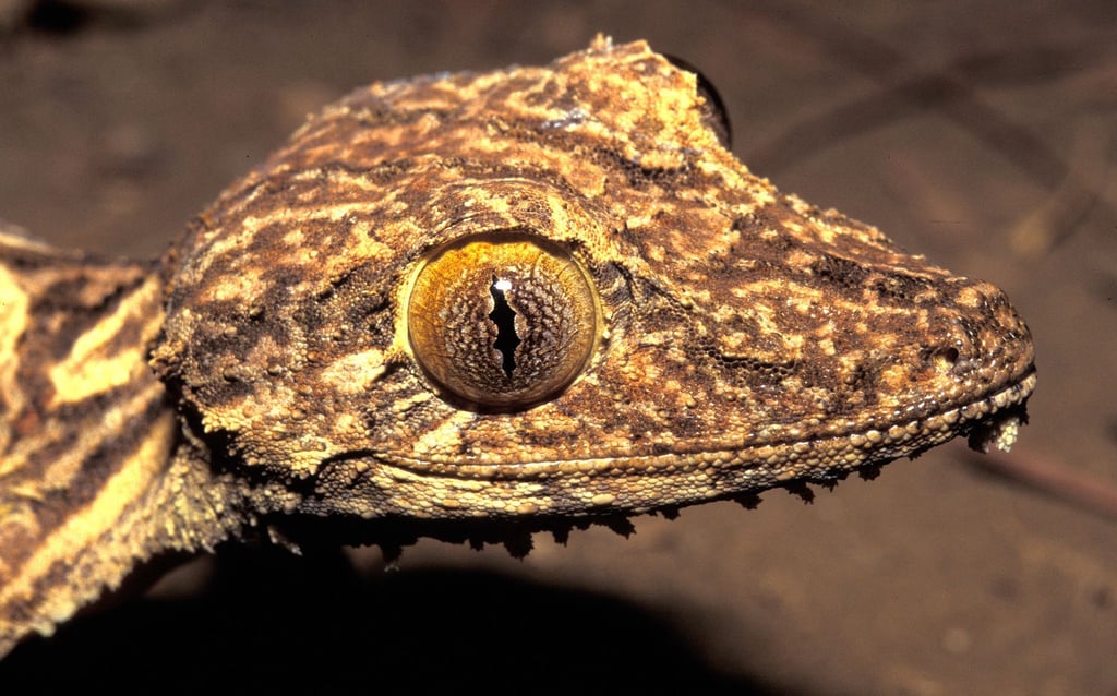 Kopfportrait des vor 23 Jahren entdeckten Blattschwanzgeckos aus Madagaskar.