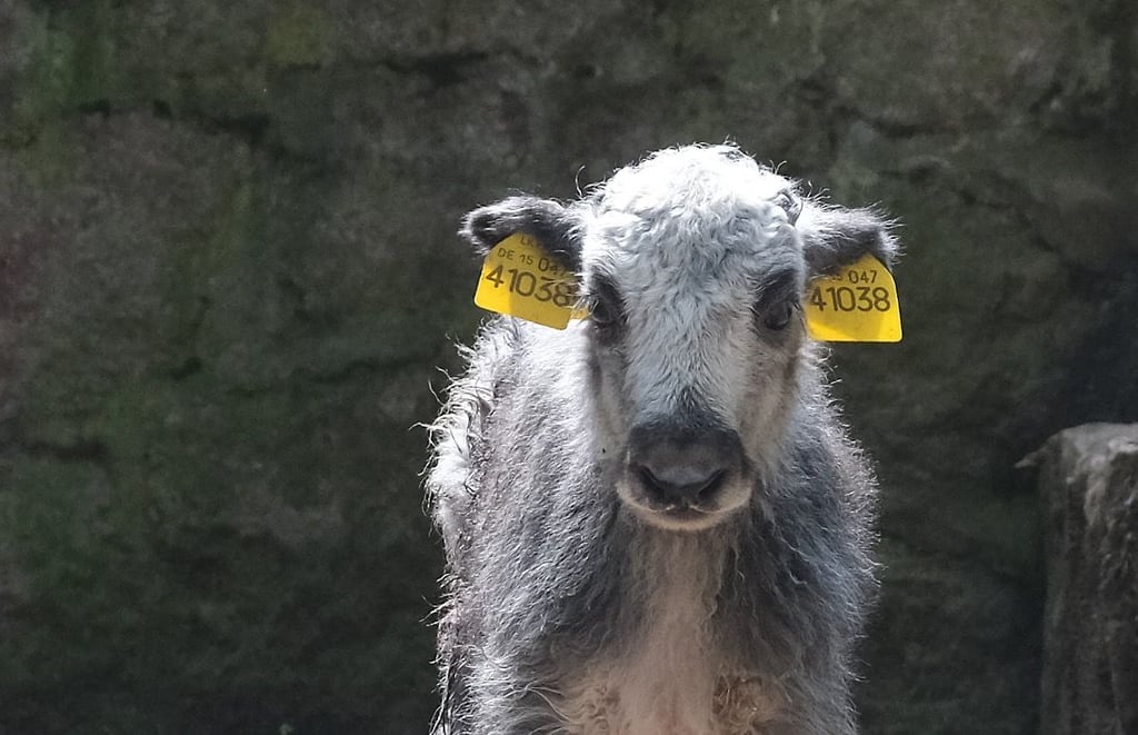 Der kleine Yak-Bulle steht im Bergzoo in seinem Gehege.