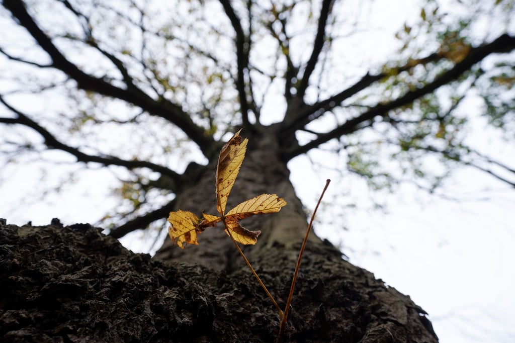 Eigentlich verliert die Rosskastanie erst im Herbst ihre Blätter - es kann aber auch schon mal im Sommer vorkommen.