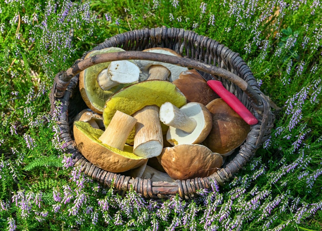 Ein Korb voller frisch gesammelter Steinpilze in einem Wald im Oder-Spree Kreis im östlichen Brandenburg.