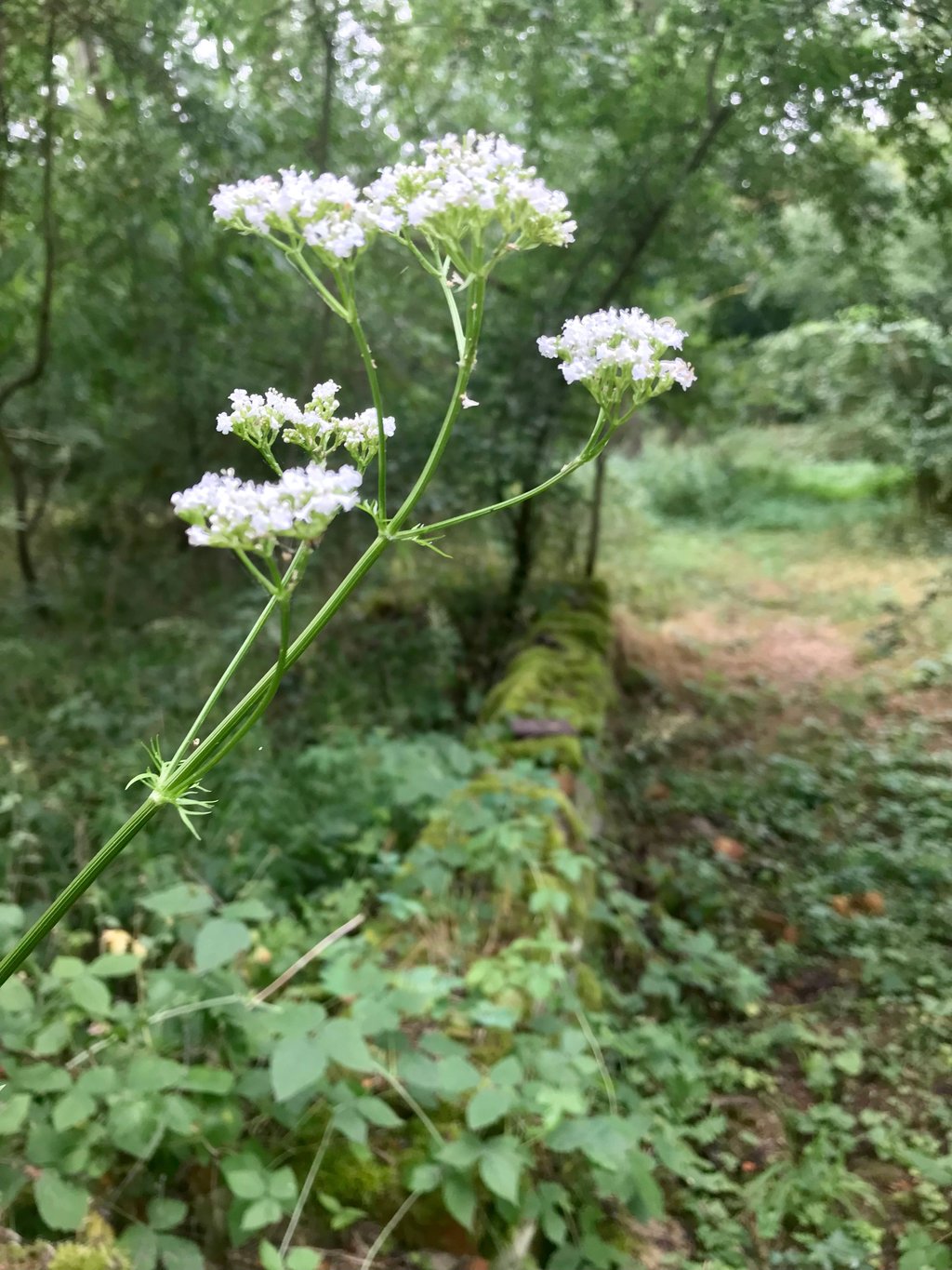 Hier ragt der Rest einer Grundstücksmauer aus dem Wald.
