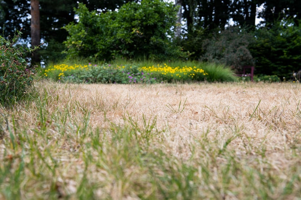 Der Rasen hat unter dem Sommer gelitten. Dünger zum Saisonende hilft ihm bei der Regeneration und bringt ihn besser durch den Winter.