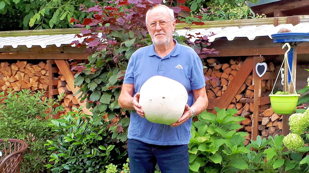 Manfred Klauschies aus Stendal hat einen riesigen Pilz gefunden.