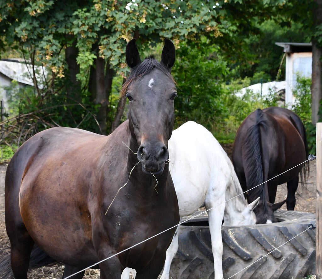 Im Pferdeland Schwanebeck finden viele Pferde ein (zweites) Zuhause.