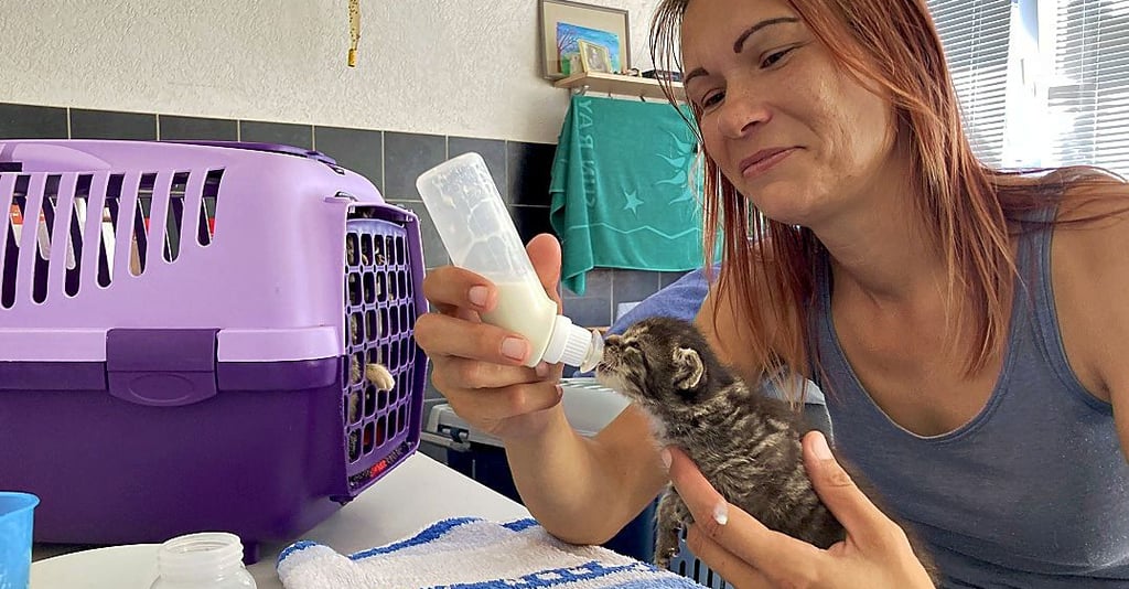 Tierpflegerin Doreen Walter versorgt im Tierheim Schartau eines der in Körbelitz ausgesetzten Kätzchen.