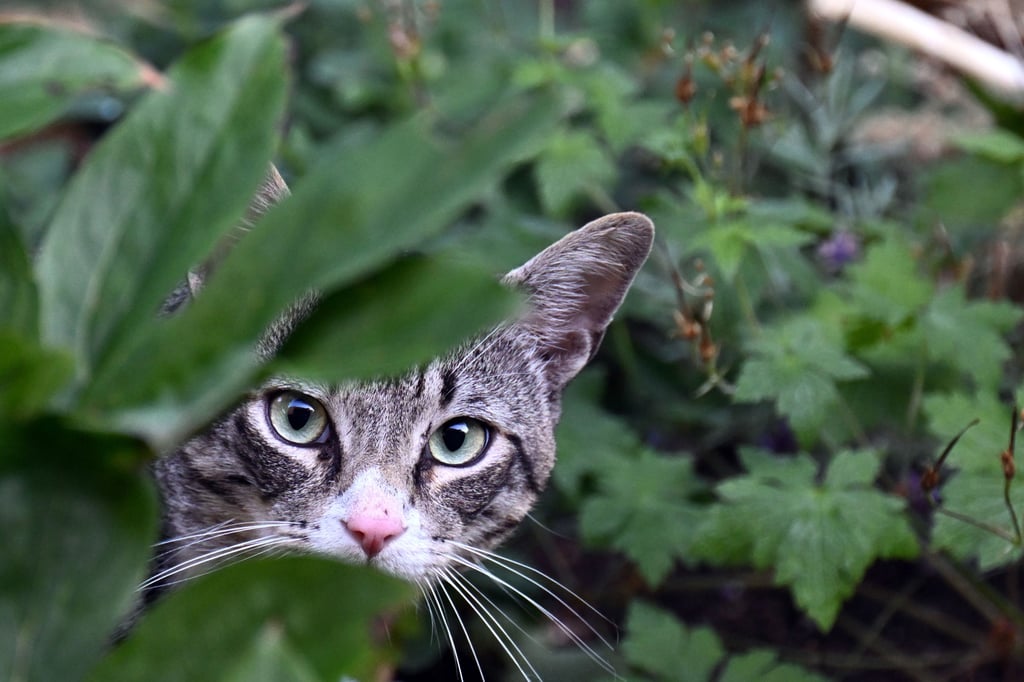 Eine Katze läuft durch einen Garten. Die Zahl der Katzen, die auf der Straße als Streuner leben, steigt im Jerichower Land stetig an.