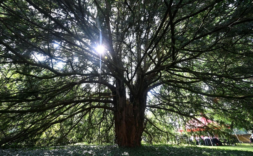 Die Eibe steht im Garten von Schloss Erbhof in Thedinghausen.
