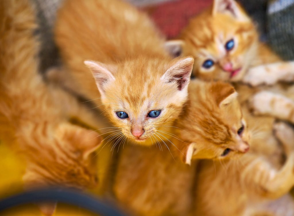 Nach dem Feuerwehreinsatz am Montag war für Thomas Bäker die Rettung von Babykatzen auf seinem Grundstück noch nicht vorbei. Nun hat er sechs rote Kätzchen.