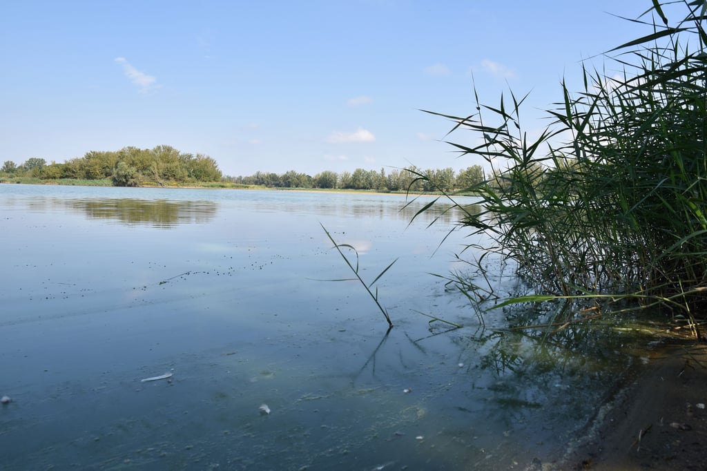 Der Salbker See I liegt im Südosten von Magdeburg. Alljährlich kommt es zu Problemen an dem Gewässer.
