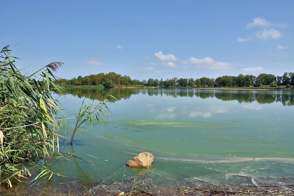 Blick auf den Salbker See I. Grünliches Wasser am Uferbereich deutet auf eine neuerliche Algenblüte hin.