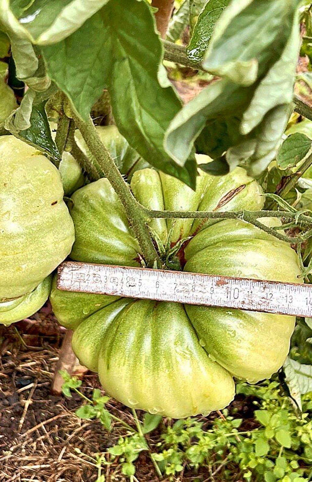 XXL-Tomate. Mehr als 13 Zentimeter Durchmesser misst das Ochsenherz.