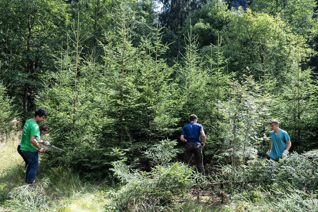 Teilnehmer entfernen Fichten aus einem Bachlauf im Harz.
