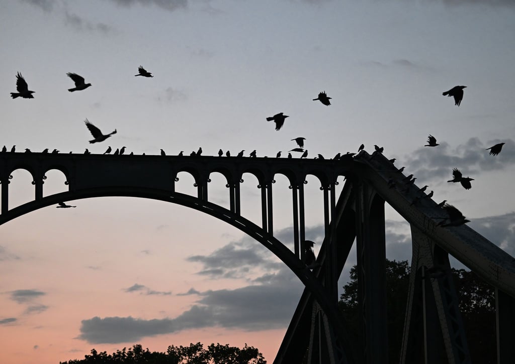 Krähen sitzen kurz vor Sonnenaufgang auf einer Brücke.