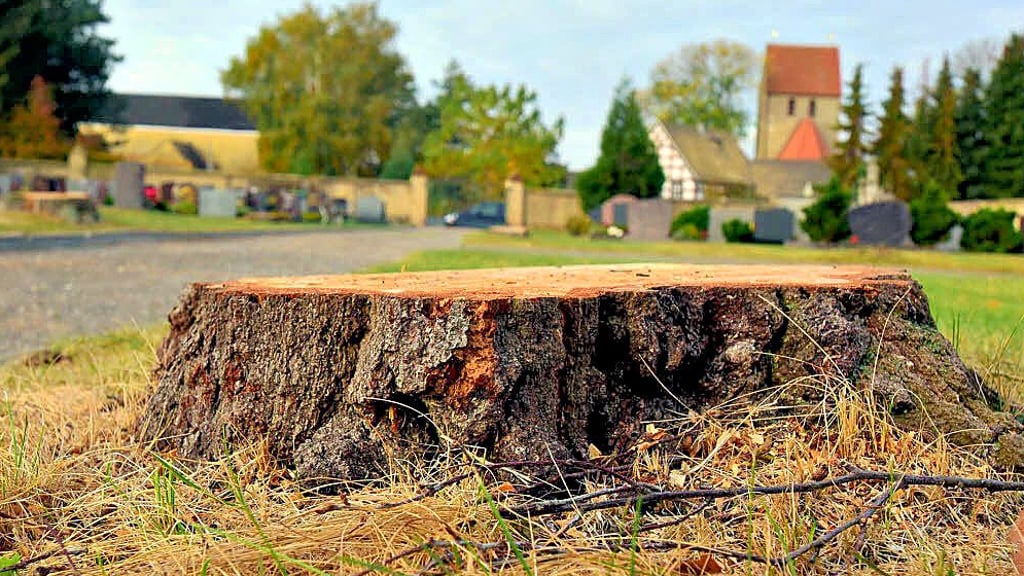 Regelmäßig sorgen Baumfällungen in Lützen für Ärger – etwa 2018 am Friedhof in Meuchen. Eine Satzung soll jetzt überarbeitet werden.