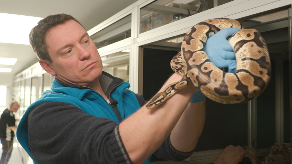Der Tierschützer Patrick mit einer Netzpython, die nach einer Beschlagnahmung im Tierschutzzentrum gelandet ist.