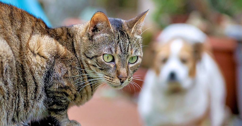 Die Haltung von Katzen und Hunden wird in Schönebeck unterschiedlich betrachtet.