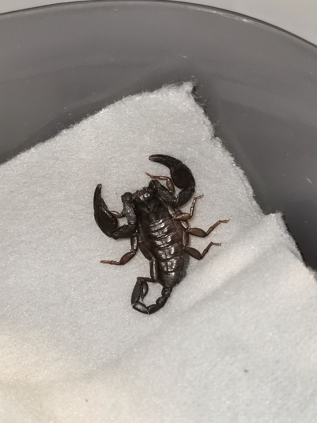 Wie ist der Skorpion nach Göppingen gekommen? (Symbolbild)