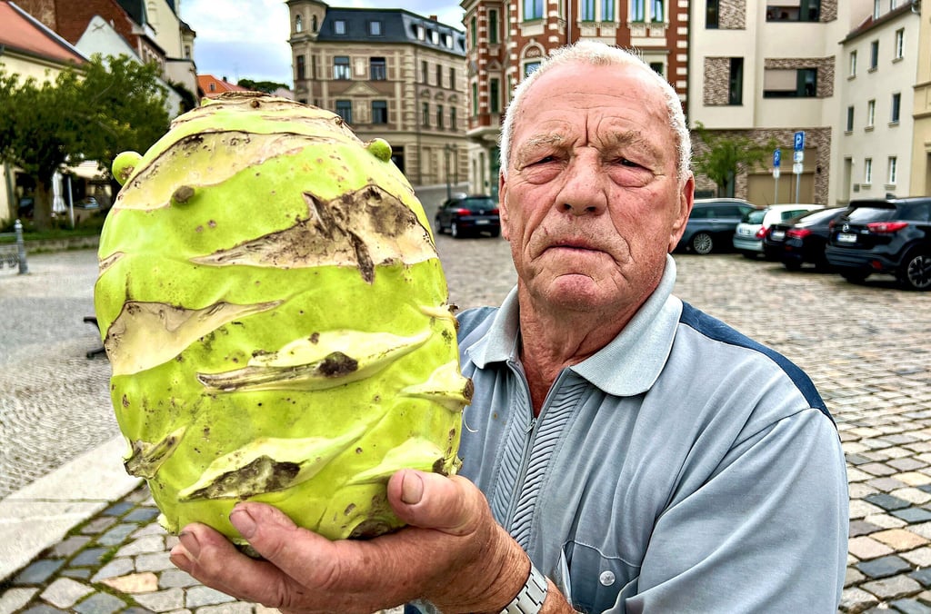 Hans Pohl aus Nienburg hat einen sechs Kilo schweren Kohlrabi geerntet.