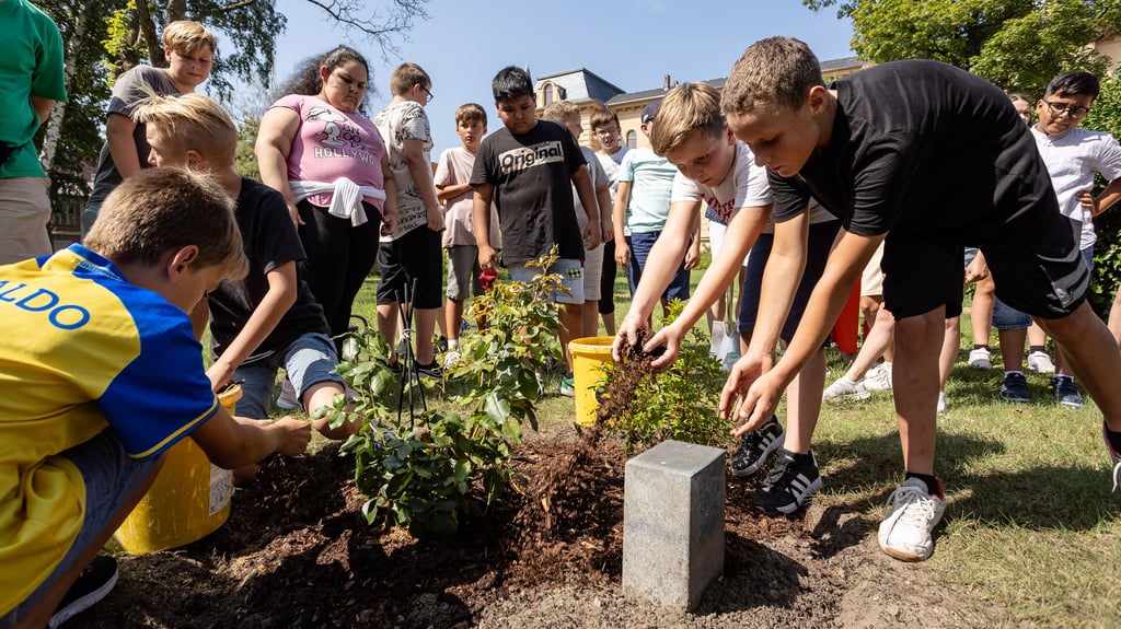Mit vereinten Kräften werden die Rosen am Pflegeheim in der Annaburger Schlossstraße gepflanzt.