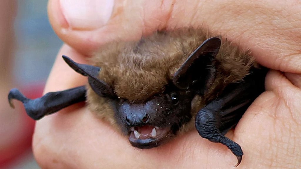 Klietz Bat: How many mosquitoes can a bat create in Klietz?