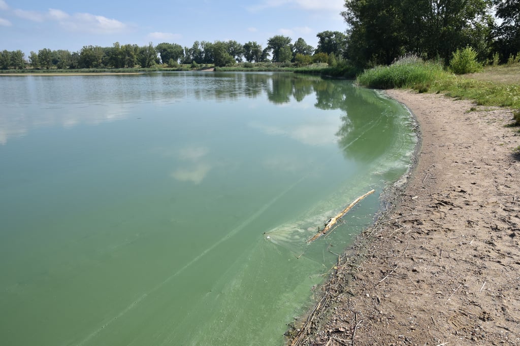 Das Wasser des Salbker See I zeigt im Uferbereich eine grünliche Verfärbung. Algen blühen hier. Jüngste Messungen in dem Gewässer von vergangener Woche geben weiteren Anlass zur Sorge.