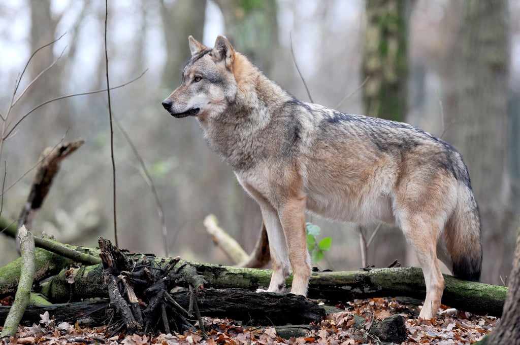 Europäischer Grauwolf.