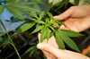 Eine Cannabis-Pflanze. Magdeburg könnte Modellregion werden.