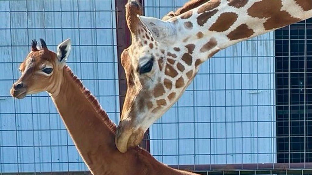 Super süß! Im Brights Zoo in Limestone im US-Bundesstaat Tennessee kam jetzt ein Giraffenbaby auf die Welt. Das Besondere: Es ist komplett einfarbig. Der Zoo sucht nun einen Namen für das außergewöhnliche Jungtier.