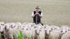 Ein Schäfer steht auf der Weide und hütet seine Schafe.
