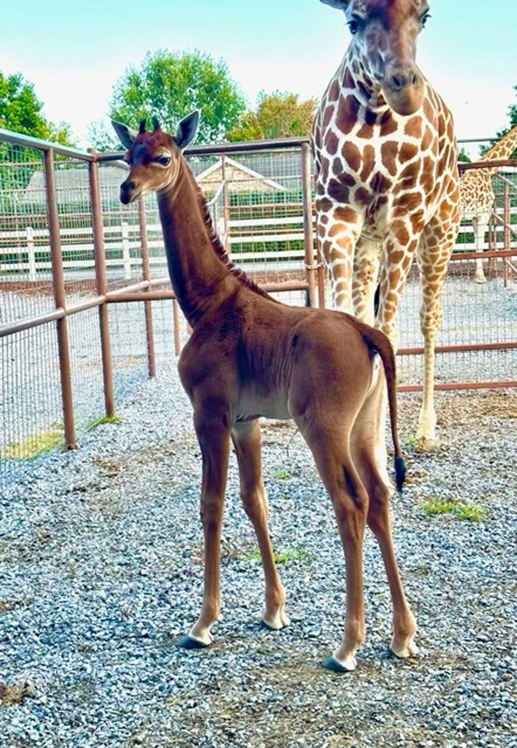 Das einfarbige Giraffenbaby erkundet schon fleißig seine Umgebung. Immer dabei: Die Mutter des Jungtieres.