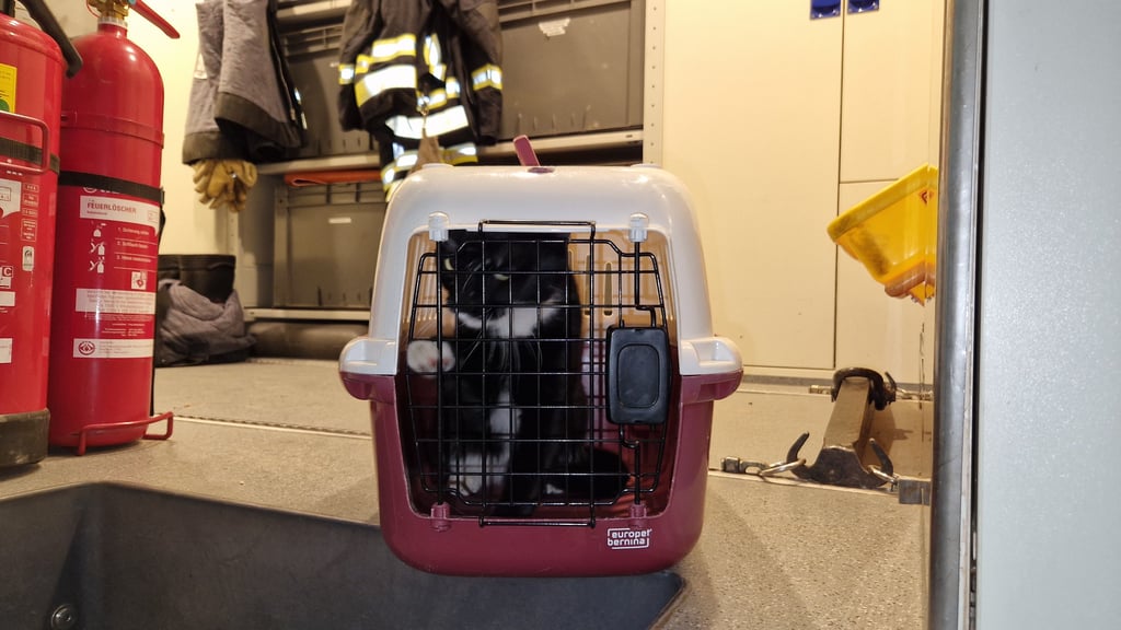In einer Transportbox wurde die Katze zum Tierheim gefahren. 