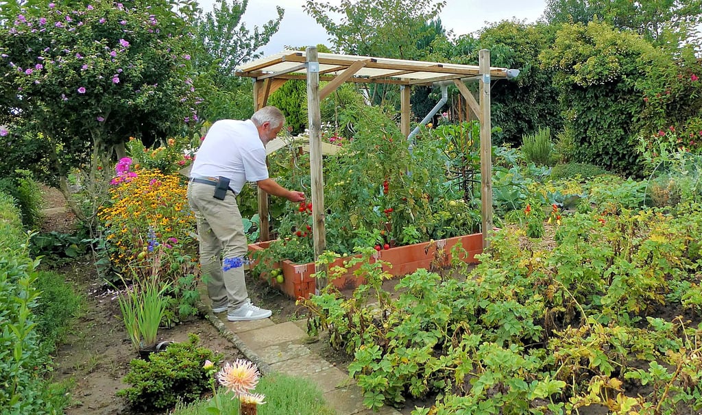 Frank Bicke in seinem Magdeburger Kleingarten, in dem er Gemüse anbaut, unter anderem aktuell 120 Kartoffelpflanzen.